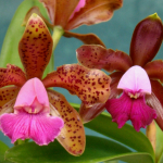 Cattleya leopoldii